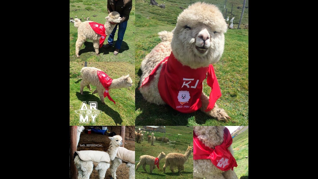 Костюм альпака спортивный. Альпака Джина. Альпаки и Джин. Альпака to БТС. Джин альпака пака.