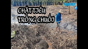 Nông dân chặt bỏ tan hoang vườn tiêu vì mê trồng chuối