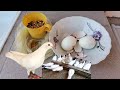 Что даю голубям во время линьки. What I give to pigeons during molting.