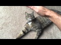 How to Pet an American Bobtail MIx Cat の動画、YouTube動画。