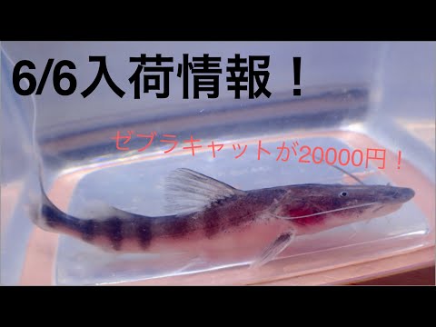 This time is awesome too! 6/6 arrivals! Zebra Catfish, Red Phantom