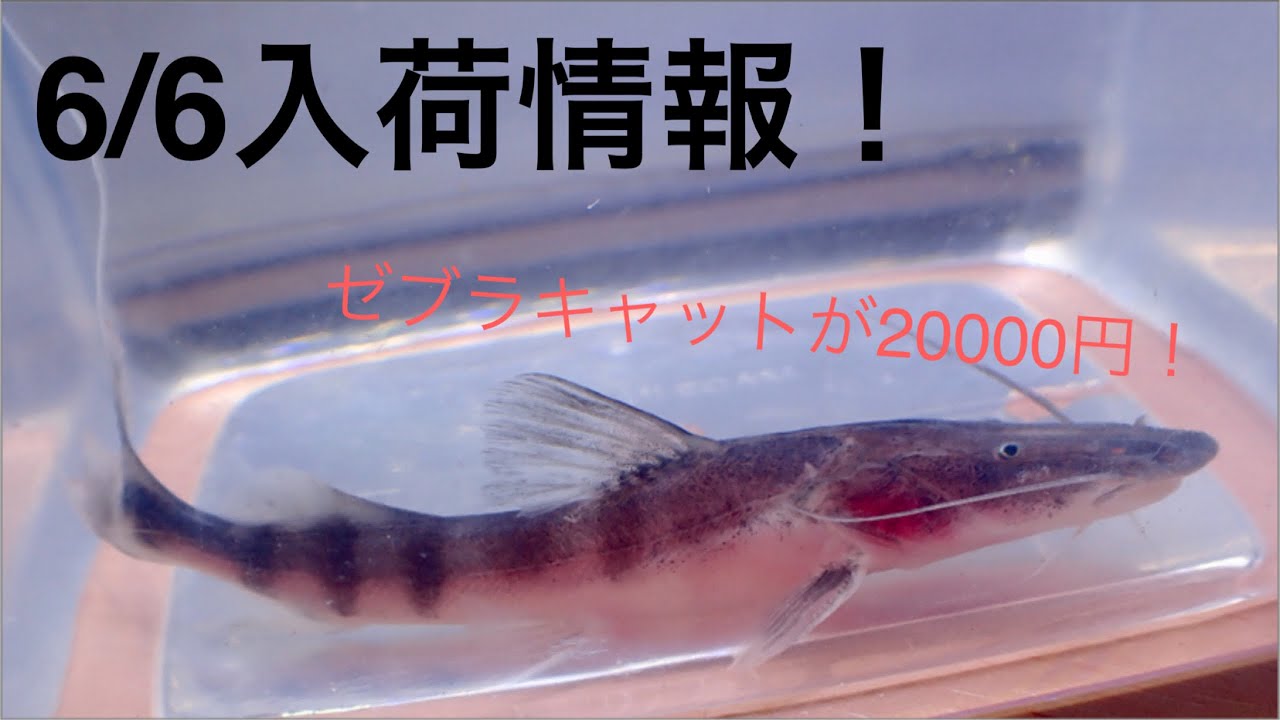 This time is awesome too! 6/6 arrivals! Zebra Catfish, Red Phantom