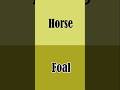 Animals And Their Young Ones #Shorts #AnimlasAndTheirBabyNames