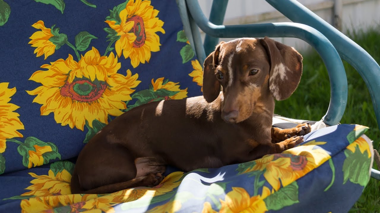 Pepper goes to village for weekend