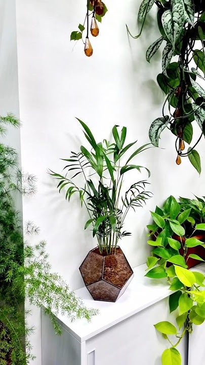 Хризалидокарпус (Chrysalidocarpus) и Хамедорея (Chamaedorea ...