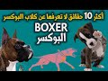 أكثر 10 معلومات لا تعرفها عن كلب البوكسر | Boxer Dog