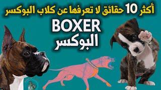أكثر 10 معلومات لا تعرفها عن كلب البوكسر | Boxer Dog