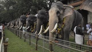 Assignment Asia: Elephants of Kerala