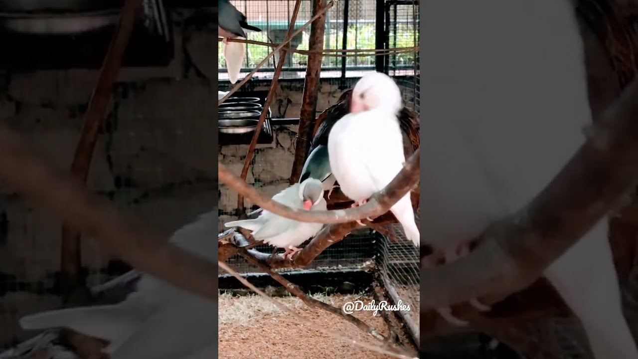 How Do Birds Clean Themselves shorts YouTube How Do Birds Clean Themselves shorts YouTube