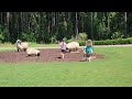 Sheep Herding