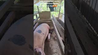 gagawa kaya aq ng ring nio...palaaway kau eh🫡🤔 #buhayprobinsya #pig