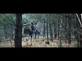 Winter forest walk