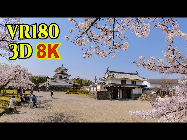 8K 3D VR180 ] 桜に囲まれた白石城 Shiroishi Castle surrounded by