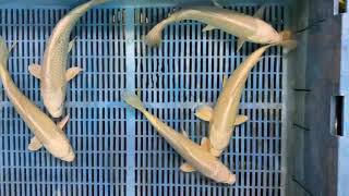 Izumiya Jumbo Tosai Izumiya Ogons