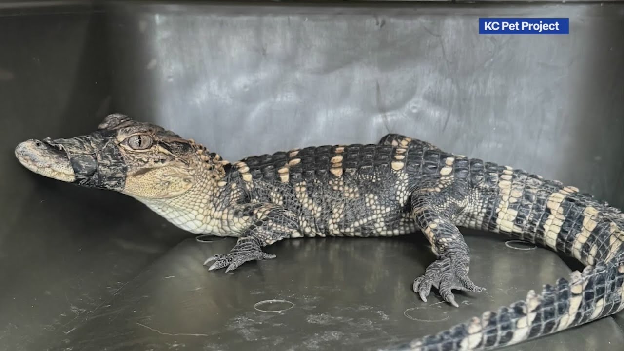 Missing alligator found alive in Kansas City YouTube