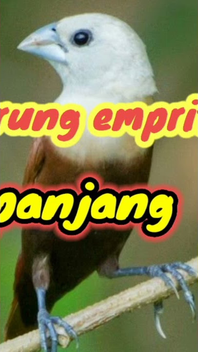 suara pikat burung emprit