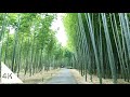 【4K】Walking in Banboo Forest - Wakayama Farm in Tochigi, Japan