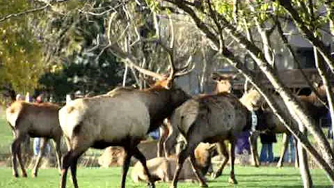 Elk Mating Season - DayDayNews