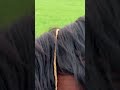 Лебеди и конь #horse #лошади #horses #animals #животные #equestrian #horsetraining #pony #horseshow
