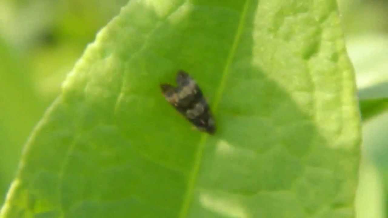 Endothenia gentianaeana -  gdoremi.altervista.org