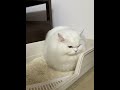 From Black to Beloved: My Cat's Transformation Journey