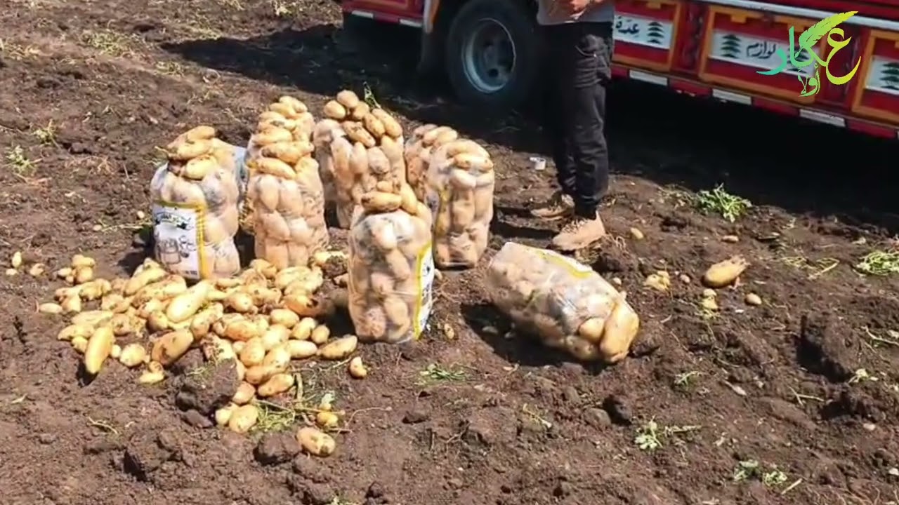مزارعو البطاطا يصرخون: كلفة مرتفعة وخسائر فادحة عند الحصاد!