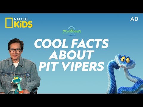 AD | Cool Facts About Pit Vipers 🐍 | Zootopia 2 | @natgeokids