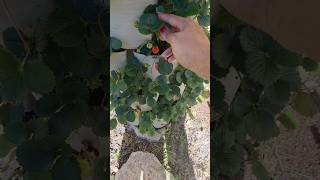 🍓 Strawberries in the greenstalk #garden #containergardening #gardening #zone9