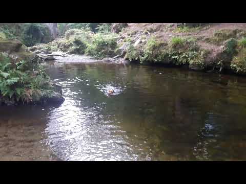 Darcie Doodles Tullymore Forest