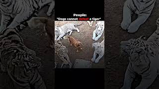 The only dog can defeat a tiger #viral #shorts #youtube #video