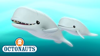 @Octonauts - The Beluga Whales | Full Episode 34 | @OctonautsandFriends