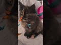 Miranda 1 mese #mainecooncatlovers #cat #maincoon #catlove