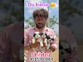 🥰cute🐶shihtzu kid's🫶seeing new🦚home's❤️hurry up💥guys #shoart #yt #shortvideo #ytshorts #shihtzu