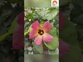 E flower name 🤔 #renilkomitla #viralreels #trending #nature #naturelovers #flowers #flower