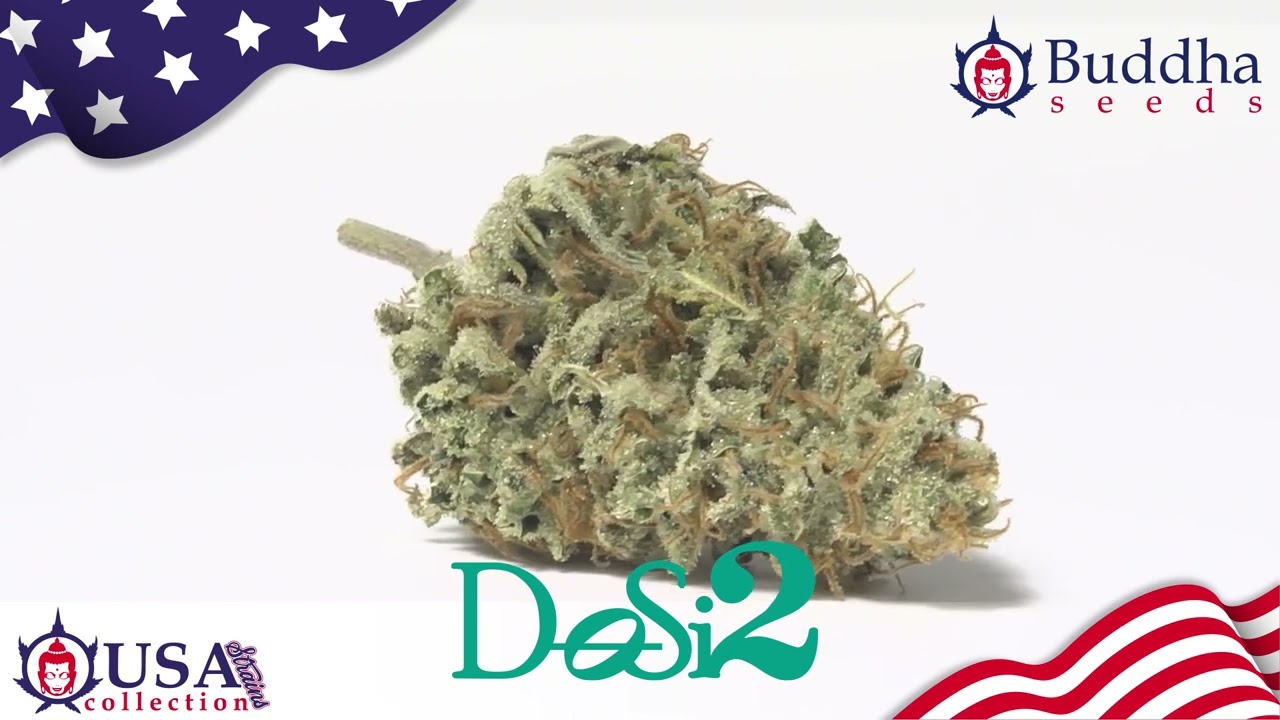 BUDDHA DOSI2 - BUDDHA SEEDS -