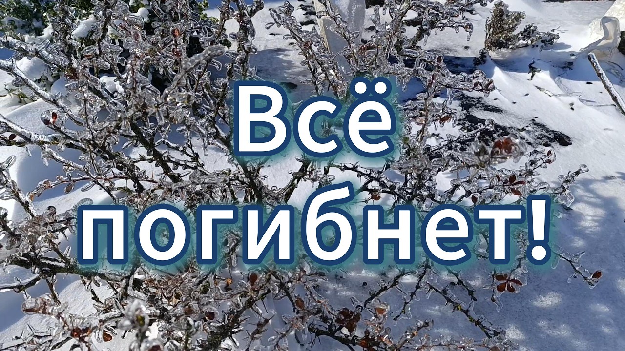 ЗИМА 2026 года ПОГУБИЛА все мои РАСТЕНИЯ.