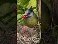 Mother Bird Feeding Her Children #feeding