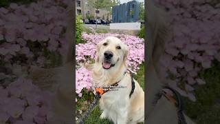 Golden Retriever 101: What No One Tells You Before Bringing One Home 🐾 #goldenretriever #puppy