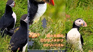 困り顔のニシツノメドリ（パフィン）　ジグソーパズル630ピース screenshot 4