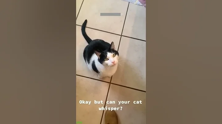 Video 11217951: talking pets funny cats, cats mating funny, cute cat