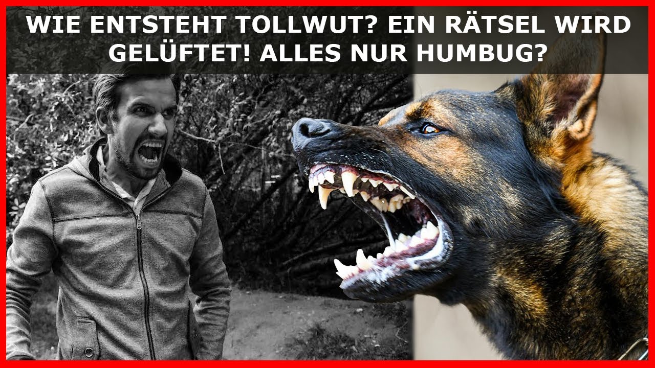 Wie entsteht TOLLWUT? Ein RÄTSEL wird gelüftet! Gibt es diese Krankheit wirklich? - YouTube