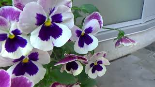 Pansy and Petunia - Delicate Flower Gardens, Romantic Background Music screenshot 4