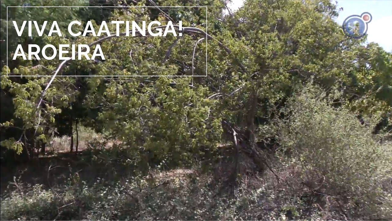 Viva Caatinga! Aroeira