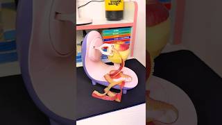 The Automatic Apple Peeler ๐ #shorts The Automatic Apple Peeler ๐ #shorts