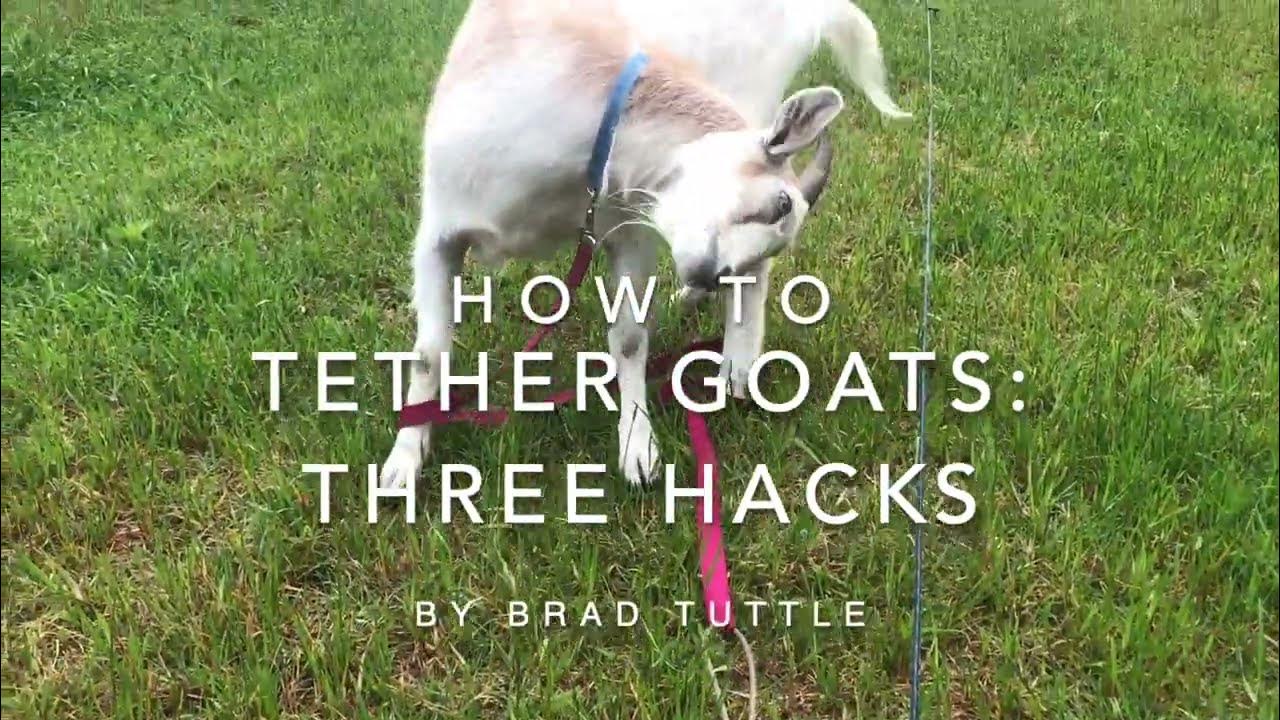 how-to-tether-goats-three-hacks-youtube