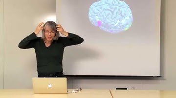 The Neuroanatomy Lesson