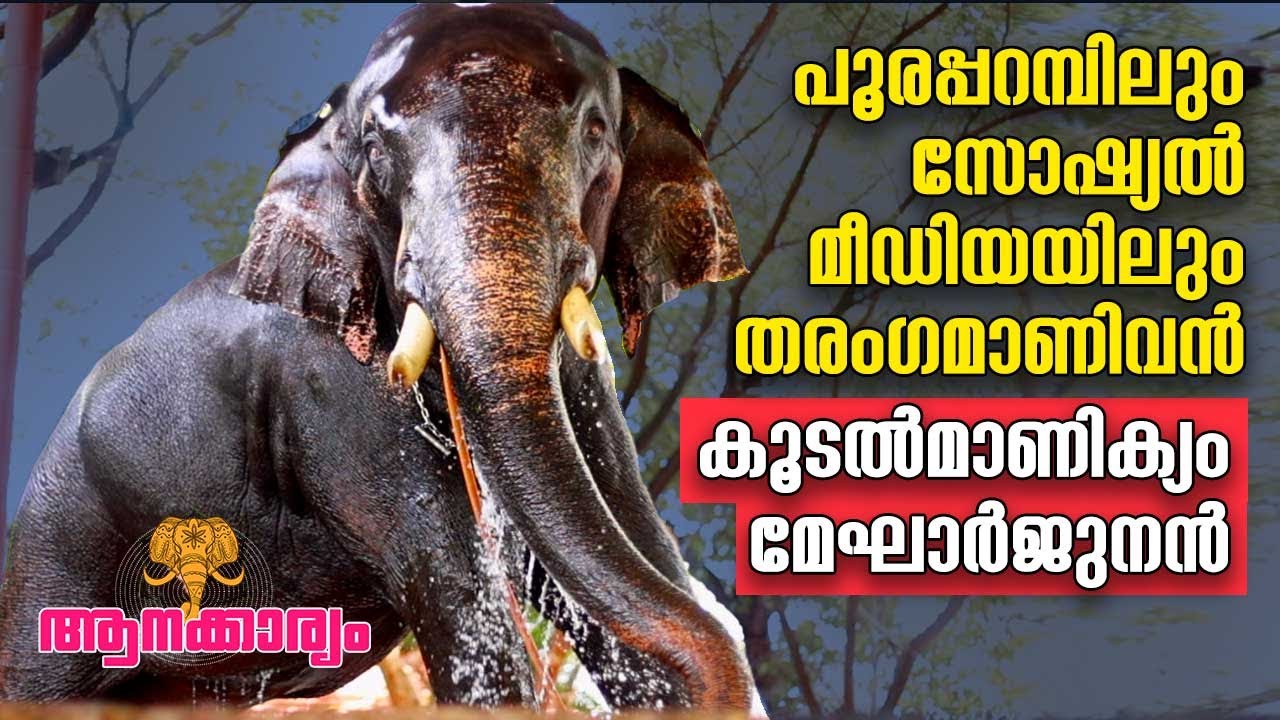 EP 66 |പൂരപ്പറമ്പിലും സോഷ്യൽമീഡിയയിലും തരംഗമാണിവൻ കൂടൽമാണിക്യം മേഘാർജുനൻ| Koodalmanikyam Megharjunan