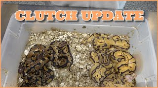 Combo Clown Het Enhancers For The Future! Clutch Update