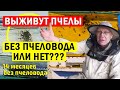 Пасека без ухода пчеловода Пчеловодство без пчеловода #7