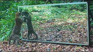 For Leopard Fanatics, A Female Tries To Charm Her Reflection In A Huge Mirror Set Up In The Jungle